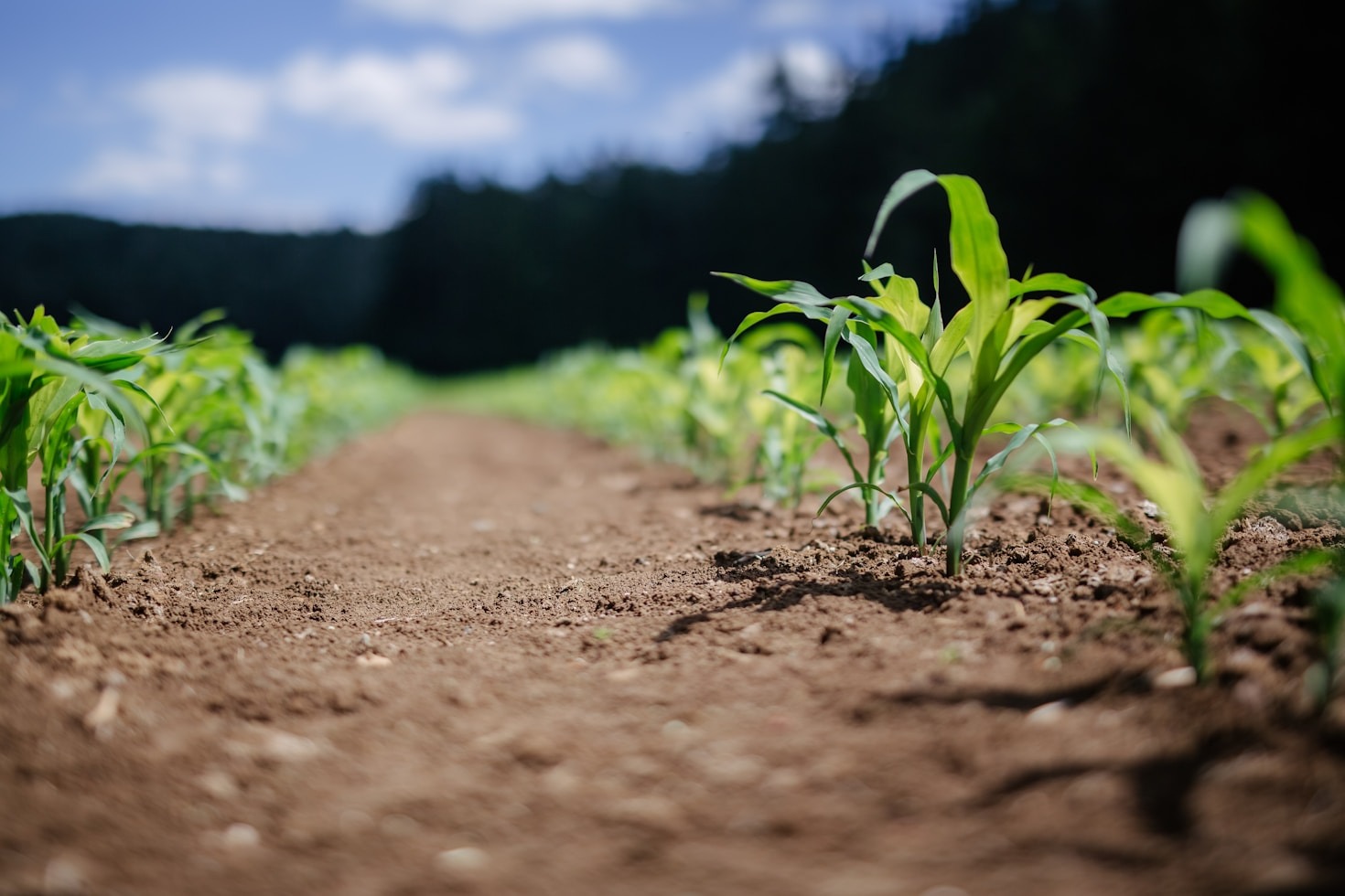 Environmental Restoration: A Path to Global Goals